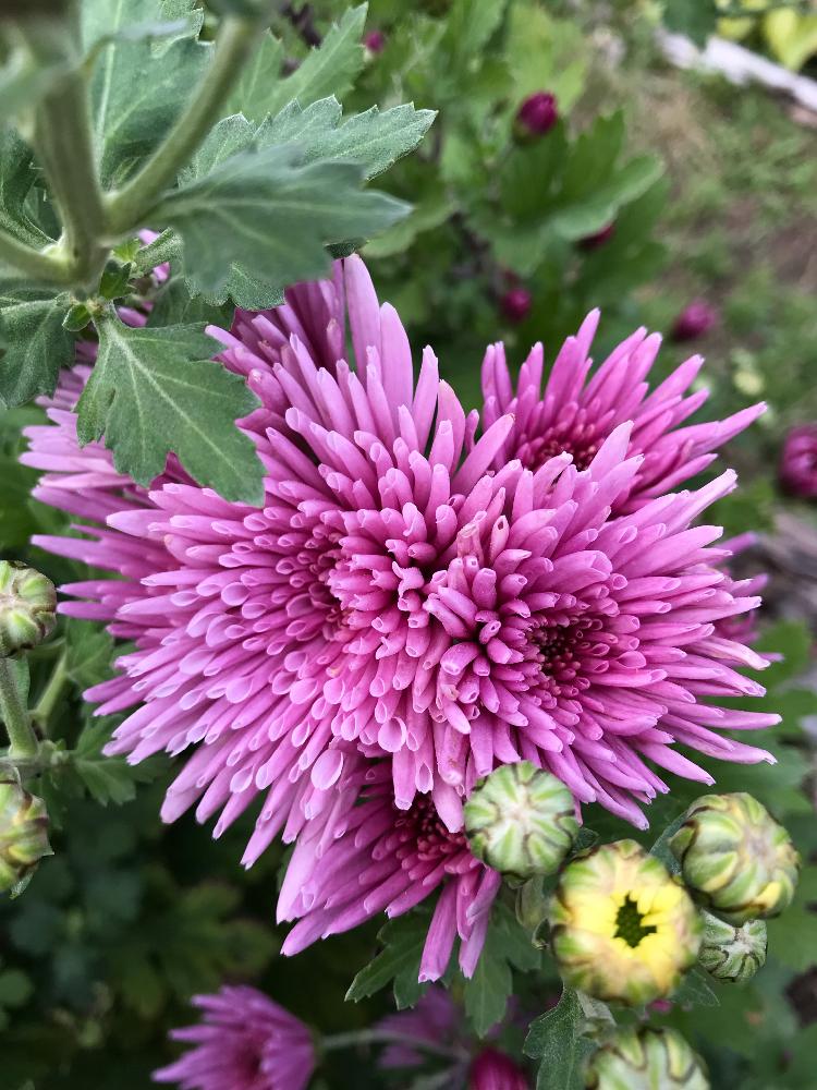 の画像 by あったさん | 食用菊 【もってのほか】と食用菊と家庭菜園と北海道と北海道でも越冬しますと花のある暮らし
