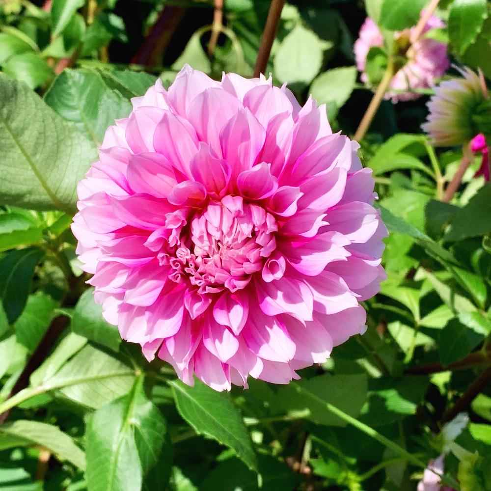 お出かけ先の画像 by PT_yamahiroさん | お出かけ先とダリアと赤色の花と花壇とフラワーとGS映えと秋のガーデニングコンテスト2018と植中毒と国営明石海峡公園とお花畑 と花好きと花のある暮らしとお花とお花好きと淡路島と『秋を感じる』フォトコンテスト