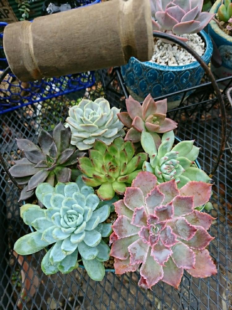 小さな庭の画像 by とともさん | 小さな庭と多肉寄せ植えと多肉植物とエケベリア属 ネオンブレーカーズ