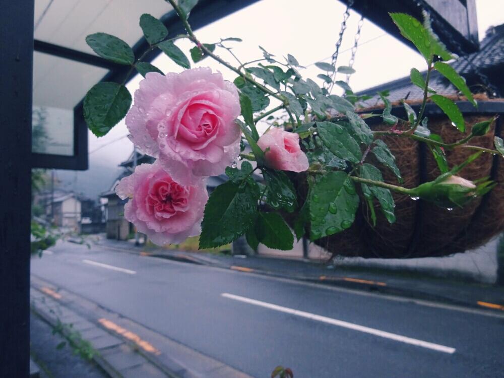 車庫の画像 by きらまるさん | 車庫とグラニーとHTCとピンク同盟と雨に輝くと薔薇愛同盟と薔薇男子と薔薇に魅せられてとオシャレとB型とバラのある暮らしとGS映えと今日の一枚ときれいな色と癒しのピンクと美しき薔薇様とたまらん!とピンク神押しと花のある暮らしとかわいいな♡とテンション⤴︎とロザリアンとバラを楽しむ