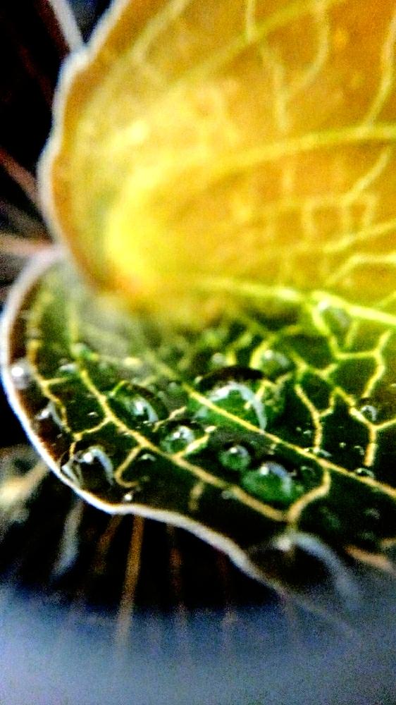 部屋の画像 by Stฅ k Ⅰ ttyさん | 部屋とジュエルオーキッド類と宝石蘭と接写シリーズと接写レンズとブラットベッセルと接写とアネクトキルス属とルディシアディスカラーブラッドベッセルと『マクロな世界』フォトコンテスト2019