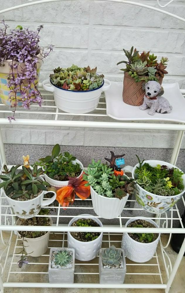 エクステリアの画像 by ひなママさん | エクステリアと多肉植物の寄植えと白ボタンとファンファーレと黒兎耳とカリシアロザートと多肉植物とぷうさんのカット苗と挿し芽とカット苗とカクトロコと電動ドリルで穴あけと抜き苗と多肉カット苗とメルカリと玄関先と多肉寄せ植え