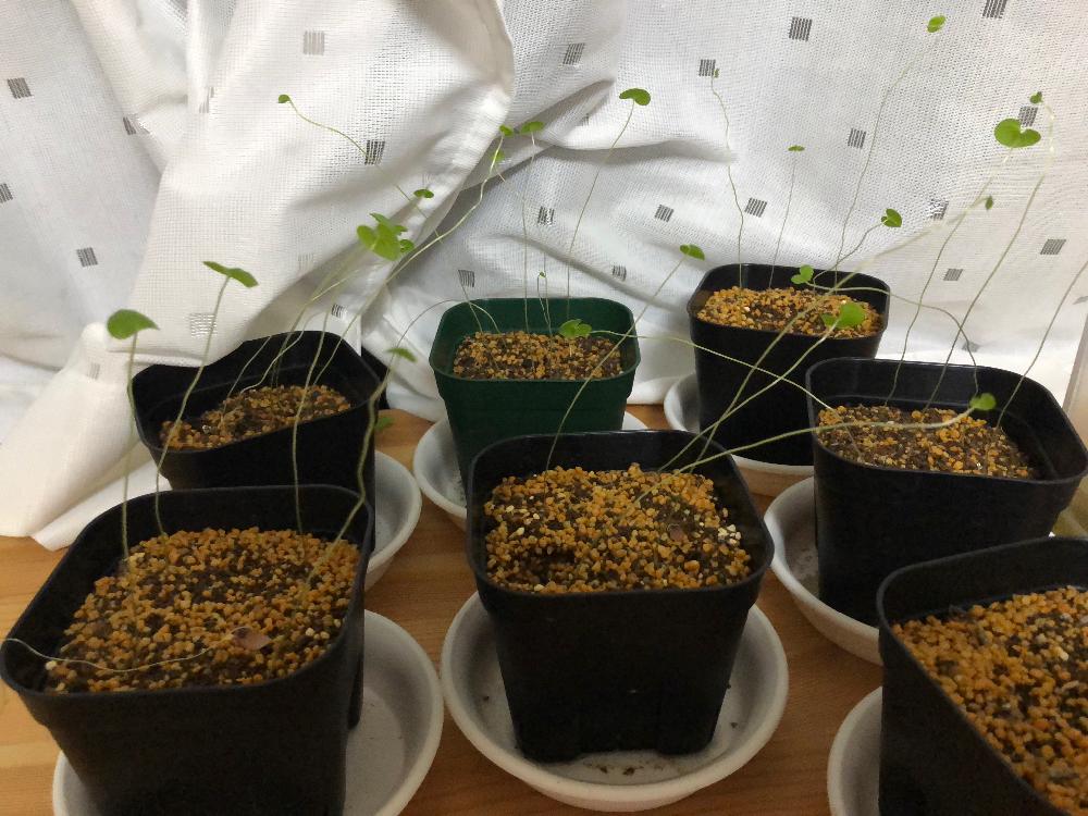 窓辺の画像 by 脂肪で多肉さん | 窓辺と多肉植物と塊茎植物とアフリカ 亀甲竜と実生と塊根植物と珍奇植物と珍しい植物と亀甲竜実生と亀甲竜。