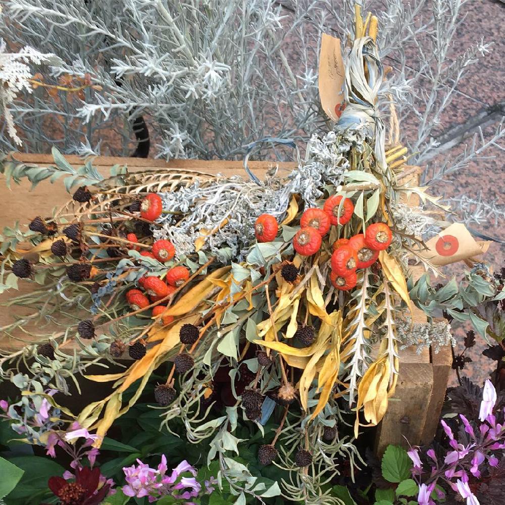 の画像 by Royal Gardener's Clubさん | 観葉植物と植物のある暮らしとボタニカルライフと園芸店とベランダガーデニングとスワッグとガーデニングショップと緑のある暮らしと秋植え球根とガーデニングツールとフラワーアレンジメントとガーデニングと花のある暮らしと自由が丘とインテリアグリーンとグリーン