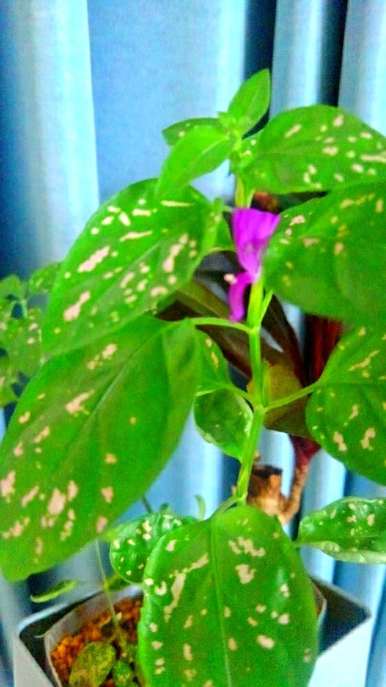 部屋の画像 by スタキティさん | 部屋とヒポエステスと観葉植物と花のある暮らし
