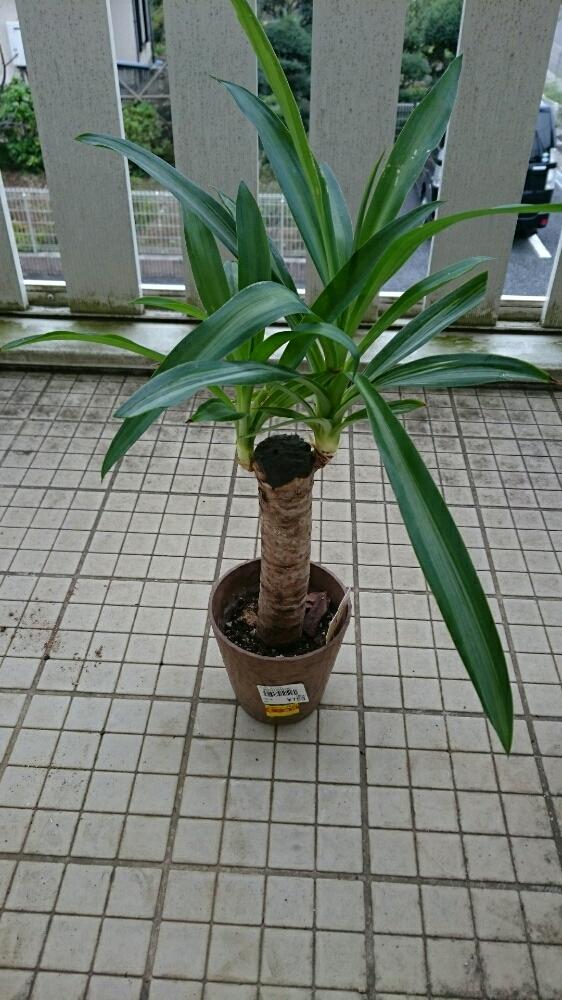 インテリアの画像 by みぃさん | インテリアとユッカ属と観葉植物と初心者です