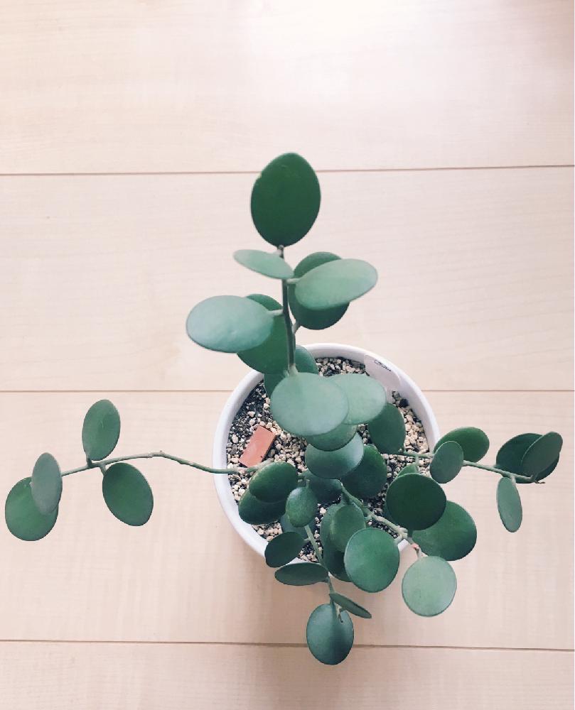 部屋の画像 by ちいさん | 部屋とグリーンドラムと珍奇植物と植中毒と観葉植物