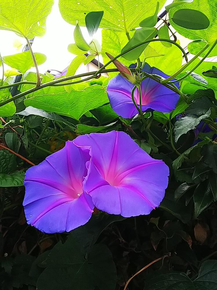 小さな庭の画像 by Mitunori Yamamiさん | 小さな庭とイリオモテアサガオと今日の一枚とつる性植物と今日のお花と琉球アサガオ(オーシャンブルー)とガーデニングと花のある暮らしと咲いた!