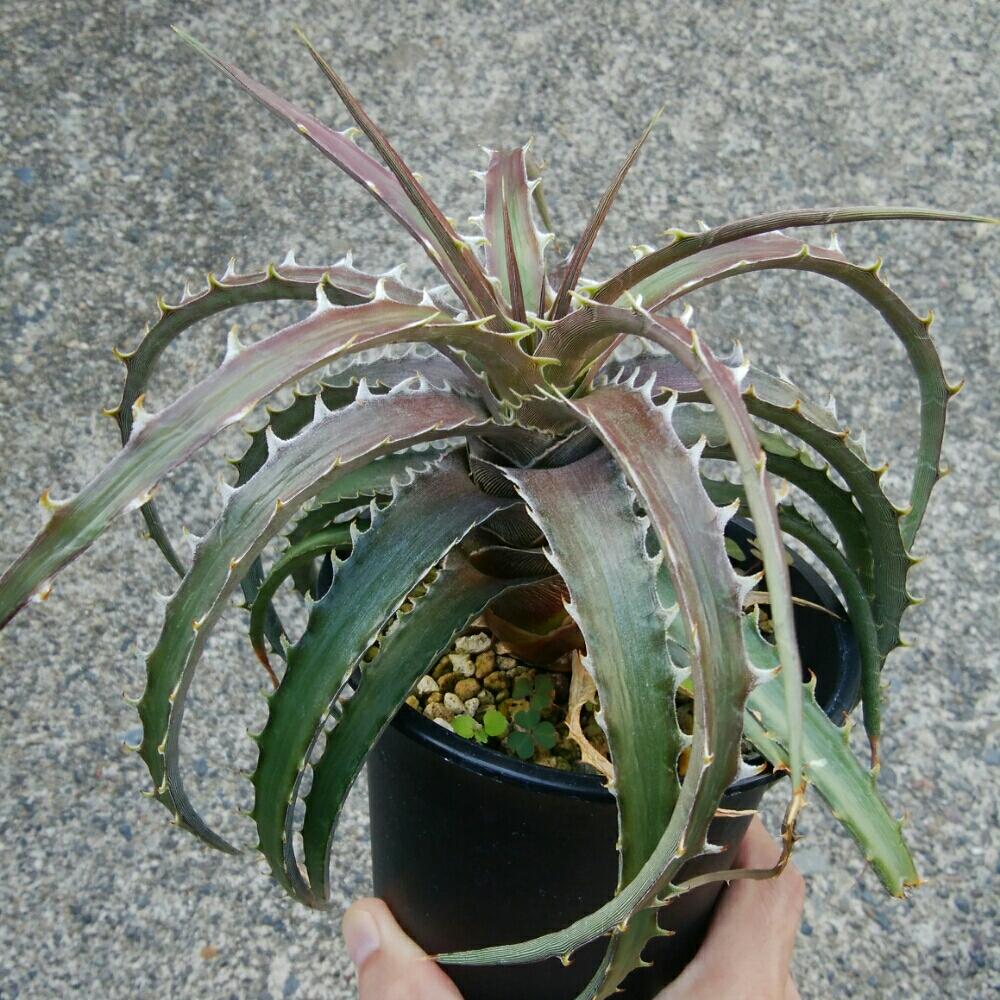 小さな庭の画像 by にんにんさん | 小さな庭とDyckia estevesii x burle-marxiiとディッキア.と多肉植物とみどりのある暮らしとトゲトゲと観葉植物とディッキアとディッキア属とブロメリアと植中毒と日光浴とタニラーとトゲトゲのある暮らしと珍奇植物とDyckia