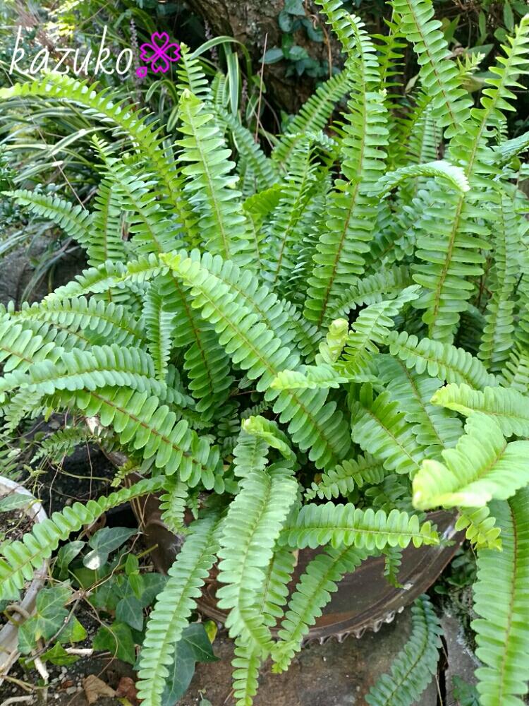 小さな庭の画像 by kazukoさん | 小さな庭と観葉植物とGS映えとGS日和とがんばれ北海道とシダ植物と頑張れ♡yoshikaさんと頑張れ♡えっこと頑張れ♡ばぁばさん