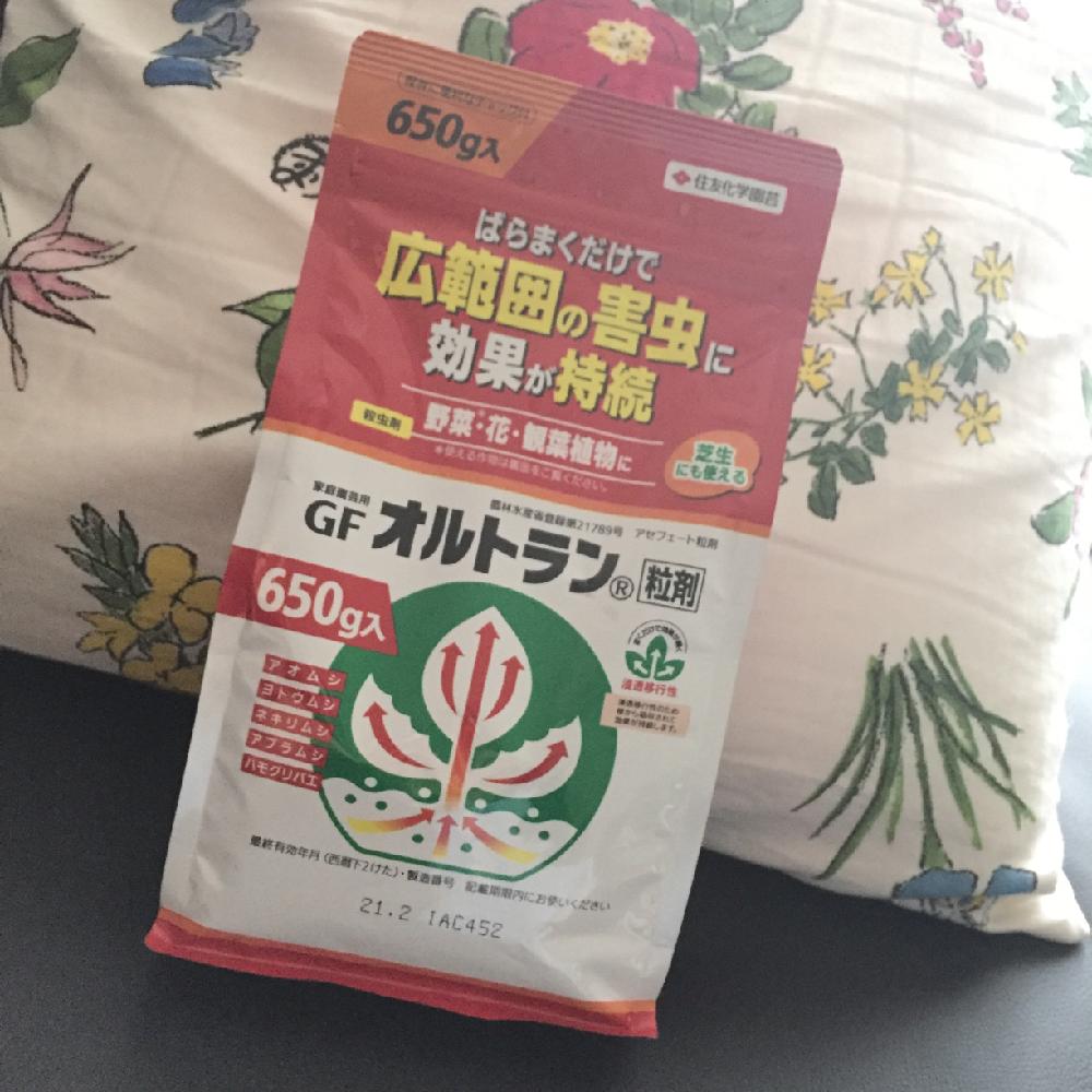 バルコニー/ベランダの画像 by ฅ(○•ω•○)ฅミャアさん | バルコニー/ベランダと害虫被害と多肉植物とタニラーと多肉初心者