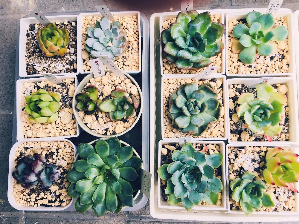 玄関の画像 by みしよさん | 玄関と多肉植物と観葉植物と多肉大好きと紅葉する多肉と葉っぱのある暮らしと多肉植物寄せ植えと植中毒と可愛い多肉ちゃん❤︎と多肉女子とタニラーと多肉棚とメルカリ多肉と多肉狩りとタニク初心者と多肉初心者と多肉多肉多肉