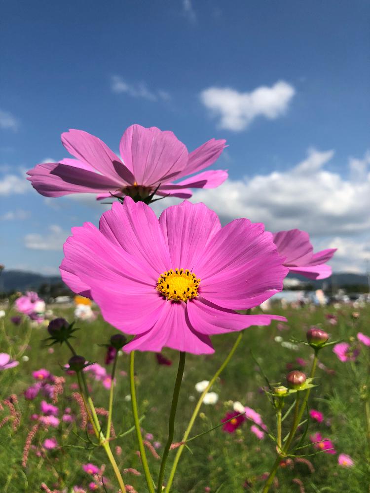 お出かけ先の画像 by ✧みか✧さん | お出かけ先と『秋を感じる』フォトコンテストと夢コスモス園と花のある暮らし