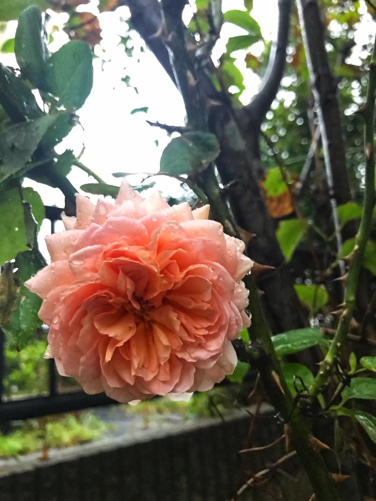小さな庭の画像 by ななちちさん | 小さな庭とバラタニランと雨に輝くとばら バラ 薔薇と薔薇愛同盟と薔薇男子と薔薇に魅せられてとななちち亭薔薇2018と植中毒とイングリッシュ・ローズとガーデニングと花のある暮らしと薔薇♪とロザリアンとアブラハムダービー☆