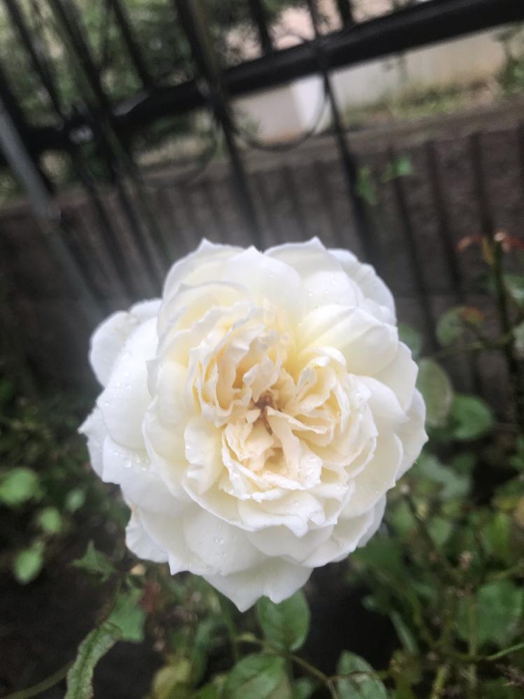 小さな庭の画像 by ななちちさん | 小さな庭とバラタニランとばら バラ 薔薇と薔薇愛同盟と薔薇男子と薔薇に魅せられてとボレロ バラとななちち亭薔薇2018と植中毒とガーデニングと花のある暮らしと薔薇♪とロザリアン