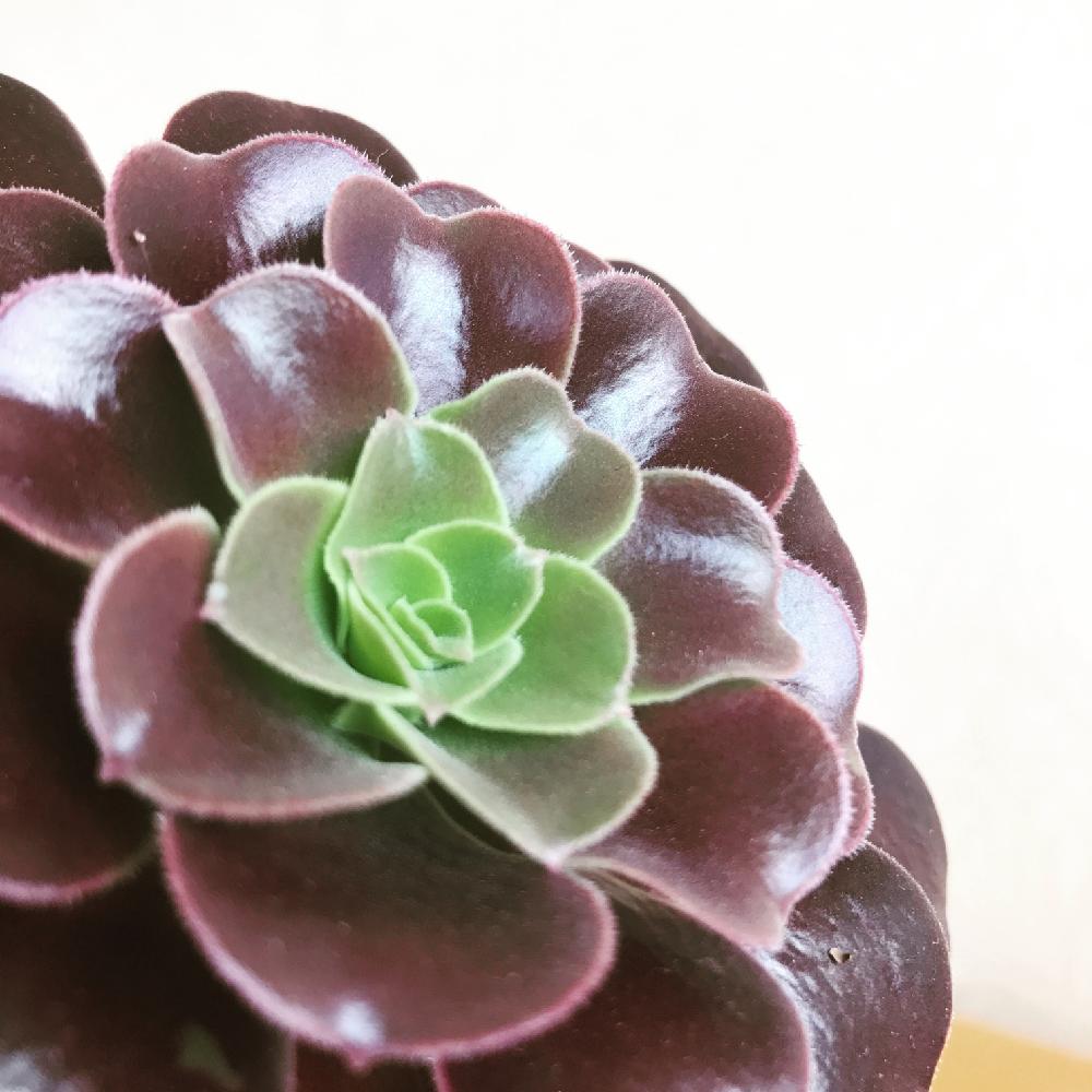 部屋の画像 by Dominicさん | 部屋と多肉植物と観葉植物と植物のある暮らしとアエオニウム属とアエオニウムベロア