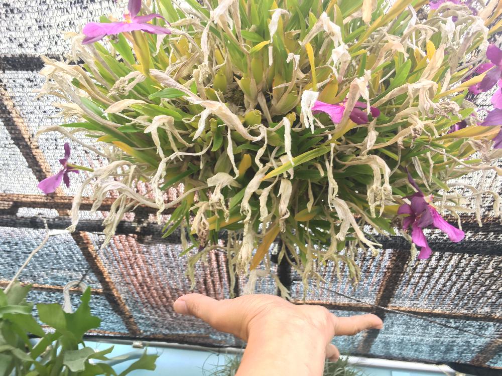 インテリアの画像 by greenjamさん | インテリアと観葉植物とorchidとGREEN JAMとfoliageplantと植中毒とミルトニア属と観葉植物専門店とjam祭り