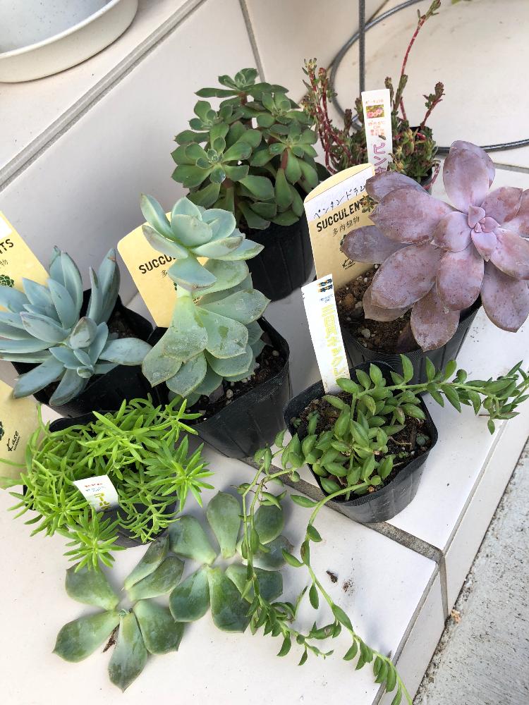 小さな庭の画像 by MKさん | 小さな庭と多肉植物と初心者ですと観葉植物と多肉ちゃんと玄関先と緑と暮らす