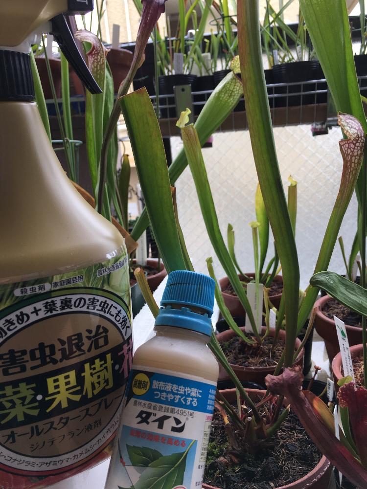 バルコニー/ベランダの画像 by コウさん | バルコニー/ベランダとサラセニア属とオールスタースプレーと害虫対策と植物男子と食虫植物と薬剤散布とベニカxファインスプレーと植中毒とサラセニアと花のある暮らしと食虫植物 サラセニアとダインとサラセニア科と食虫植物広め隊