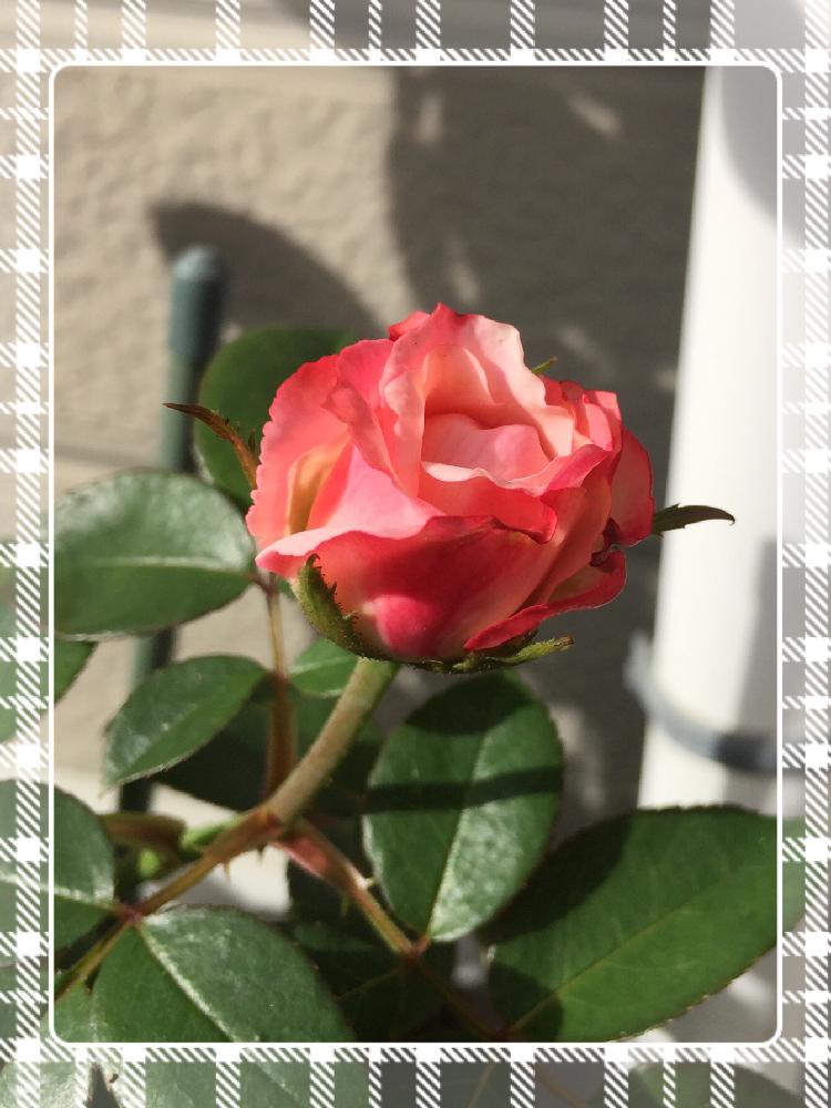 小さな庭の画像 by くろもみじさん | 小さな庭と薔薇 ノスタルジーと開花間近と覆輪とロザリアン入門とチュウレンハバチと薬剤散布とセダム丼とつぼみと新米ロザリアンと今日から私もロザリアンと花のある暮らしととにかく薔薇が好き