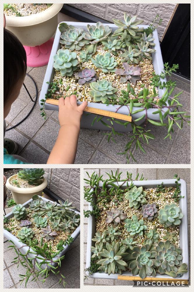 小さな庭の画像 by rskmamさん | 小さな庭と多肉植物と100均とお気に入り♡と雨ざらしと息子とタニラー
