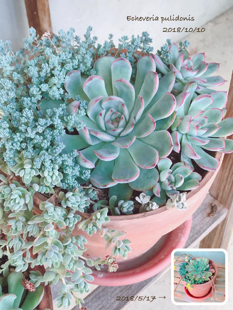 小さな庭の画像 by くみさん | 小さな庭とセダム属と多肉植物と観葉植物と植物のある暮らしと多肉大好きと寄せ植えと癒しとアエオニウム属と植中毒と今日の一枚と今日のお花とエケベリア属と多肉女子とタニラーと可愛いとガーデニングと花のある暮らしとかわいいな♡と多肉寄せ植えとバルコニスト