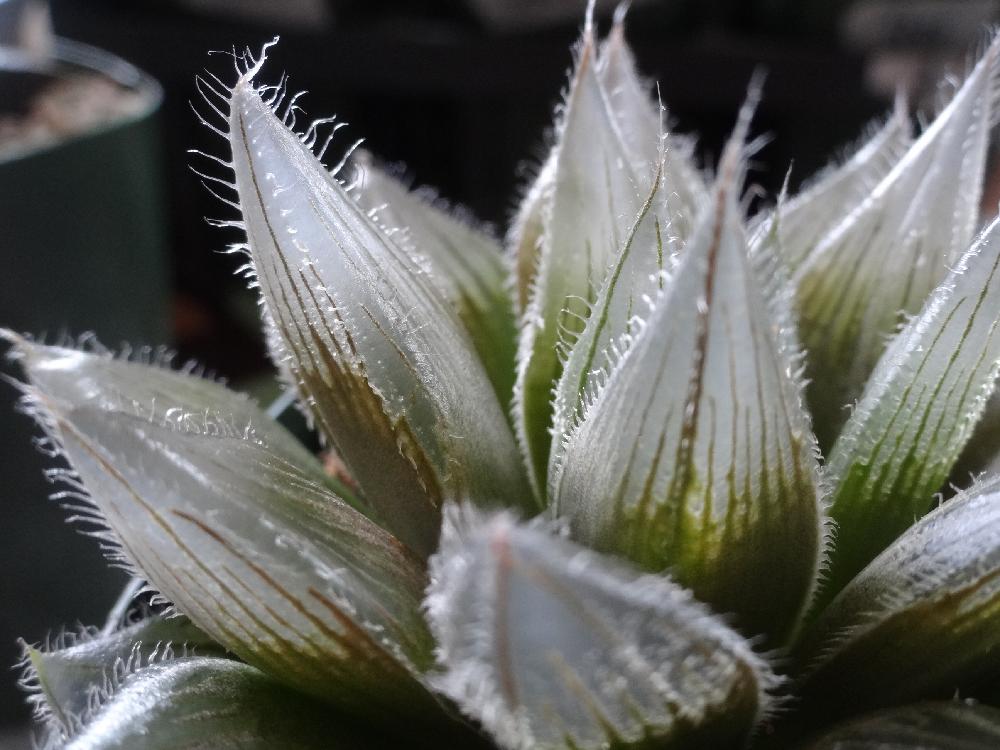 インテリアの画像 by はる succulents forestさん | インテリアとハオルシアとハオルチアとハオルチア実生苗とウインドクラスターと多肉植物とはるさん苗とハオルチア属とはるさん苗︎☺︎とはるちゃんハオルチアとGS映えと植物が好き♡とハオルシア属 と多肉女子と❤️いいね、ありがとうとタニラーとメルカリと多肉植物 エケベリア