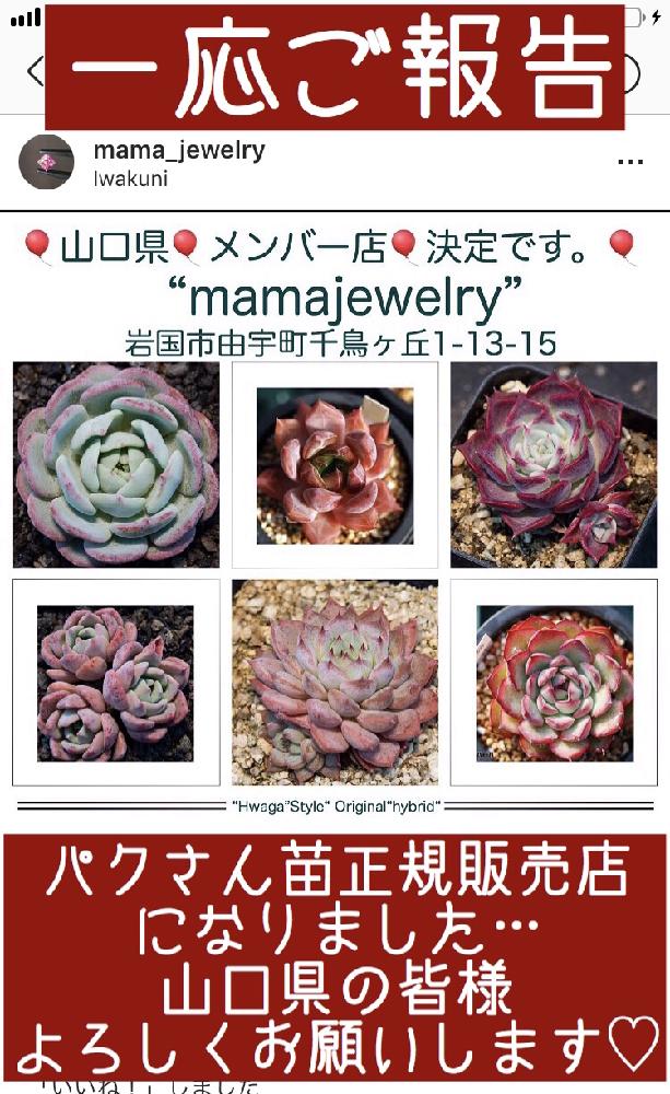 の画像 by mamaだJさん | 多肉植物とリメ鉢募集とMMJの勝手にお知らせと脳内多肉畑と秋だねぇとパクさん苗販売とパクさん苗正規販売店 山口とエンゲイ係数高めとキラキラ多肉✧*。とタマランデスヨネと( ゚д゚)セクスィ…♡番長と広島タニラーとタニラーとジュテーム(`L_` )連合とパクさん苗とハオルチア(ハオルシア)女子と山口タニラーと山口多肉販売