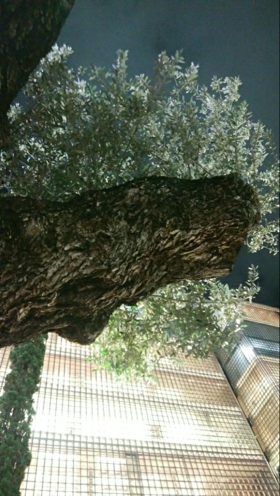 お出かけ先の画像 by High Rollerさん | お出かけ先とオリーブとオリーブツリーとスマホ撮影と珍奇植物と植中毒