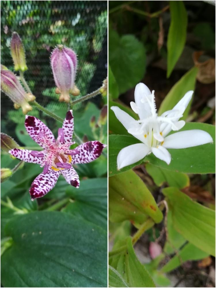 小さな庭の画像 by 阿南田零さん | 小さな庭とTricyrtis hirta f. albescensとTricyrtis hirtaとシロホトトギスとホトトギスとユリ科と実家と実家の庭と多年草と里山の植物と在来種と花のある暮らしと秋の花とホトトギス属と『秋を感じる』フォトコンテストと庭の宿根草