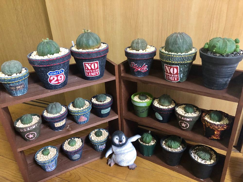 部屋の画像 by 杏さん | 部屋とオベサと子吹きオベサと多肉植物とマイ・コレクションと動物とコラボ♡と観葉植物とニコちゃんファン倶楽部❣️と植物バカと多肉大好きとGS映えとGSのみなさんに感謝♡とリメ鉢と多肉バカと三重県と多肉女子と実生とリメ缶・リメ鉢とアガベ大好きとユーフォルビア
