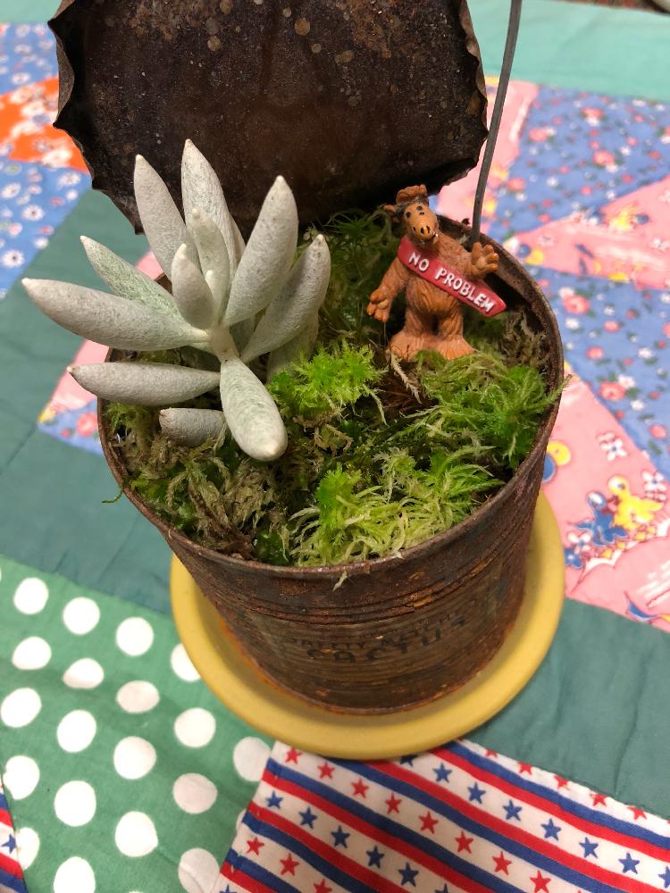 部屋の画像 by すぅさん | 部屋とちょっとフシギちゃんと植物だいすきと生命の不思議