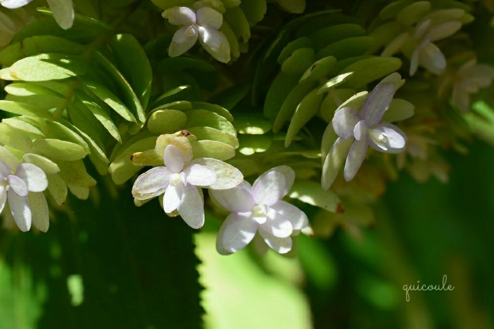 お出かけ先の画像 by quicoule❁。.さん | お出かけ先と柏葉紫陽花と明月院とありがとう♡とGSのみなさんに感謝♡とお散歩写真とおはようございますとお花が好き♡と花のある暮らしと北鎌倉