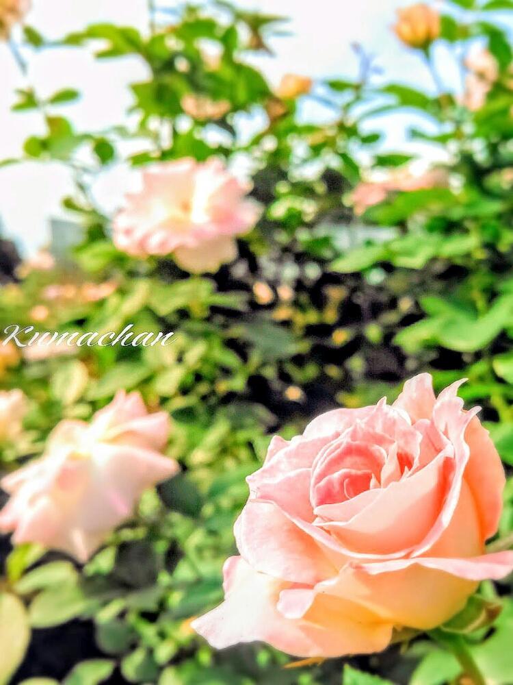 お出かけ先の画像 by Kumachanさん | お出かけ先とHTCとキュンキュン乙女倶楽部と新葉と北の大地北海道と災害に負けないで✊と新葉、発芽、花芽と12月生まれ♪と頑張れ♡えっこと頑張れ♡ばぁばさんと新芽・発芽・花芽