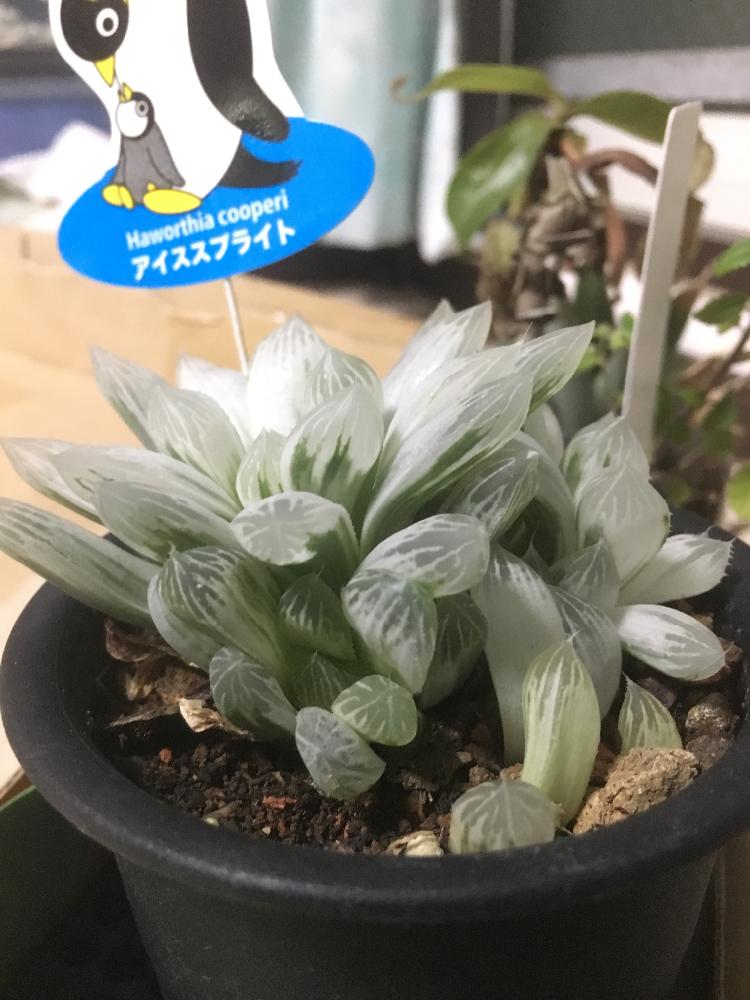 窓辺の画像 by レポートを書き込んでいますさん | 窓辺とハオルシア 斑入りクーペリー と多肉植物と安い!とGS映えとGS日和と相談とタニク男子とタニラーと珍奇植物と草姿総愛