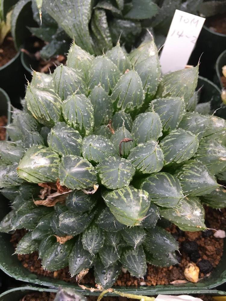 インテリアの画像 by はる succulents forestさん | インテリアとハオルチアとハオルシアとハオルチア実生苗と黒氷と多肉植物とはるさん苗と観葉植物と雨に輝くとハオルチア属とはるさん苗︎☺︎とはるちゃんハオルチアと植物が好き♡とHaworthia:ハオルチア/ハオルシアとハオルシア属 と多肉女子と❤️いいね、ありがとうと育てやすい多肉植物とメルカリと花のある暮らしと多肉植物 エケベリアとバルコニスト