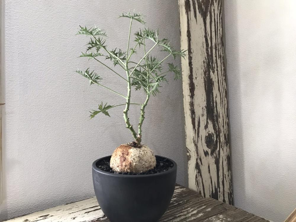 の画像 by CLUTCH FURNITUREさん | ヤトロファ・ベルランディエリとヤトロファ錦珊瑚とニシキサンゴと多肉植物とガーデン雑貨と観葉植物と植物のある暮らしと男前植物とボタニカルライフとグリーンのある暮らしと黒プラ鉢ある暮らしと黒プラ鉢ある生活と園芸店とプラ鉢と希少とコーデックスと塊根植物と珍奇植物と植木鉢と神戸とボタニカルショップ