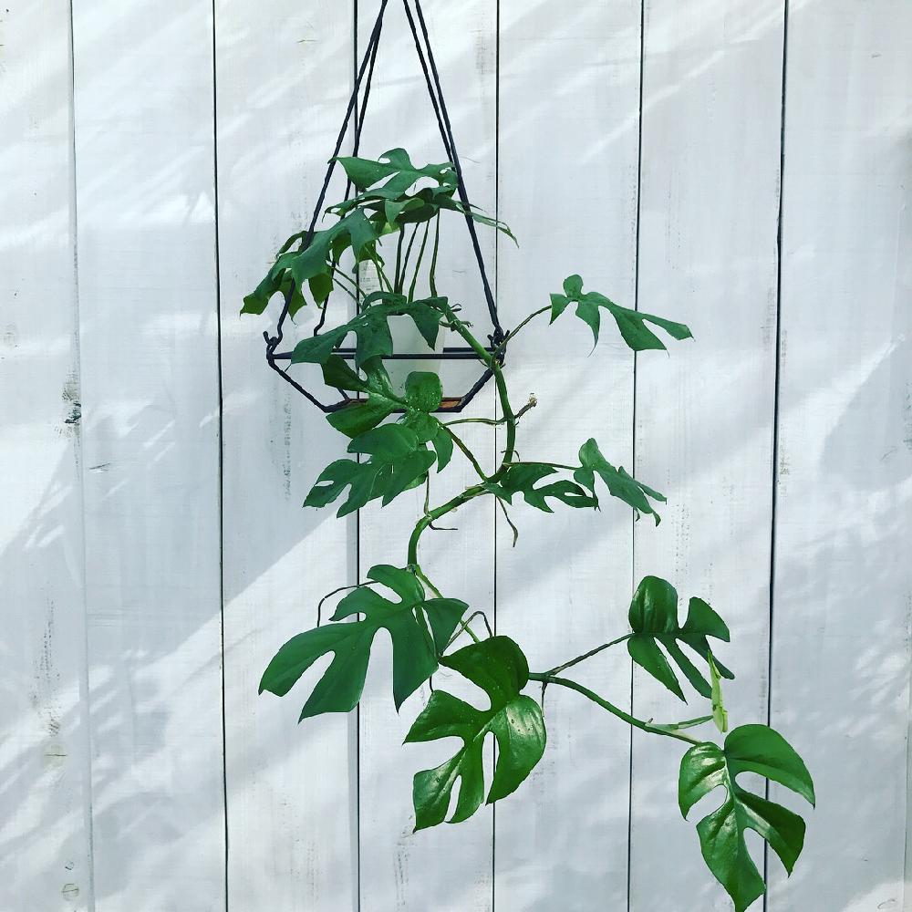 の画像 by GREENs HOUSEさん | インテリアグリーンとみどりのある暮らしと観葉植物とモンステラ属