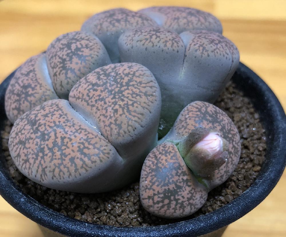 の画像 by ** エツぷに **さん | 多肉植物とリトープス属