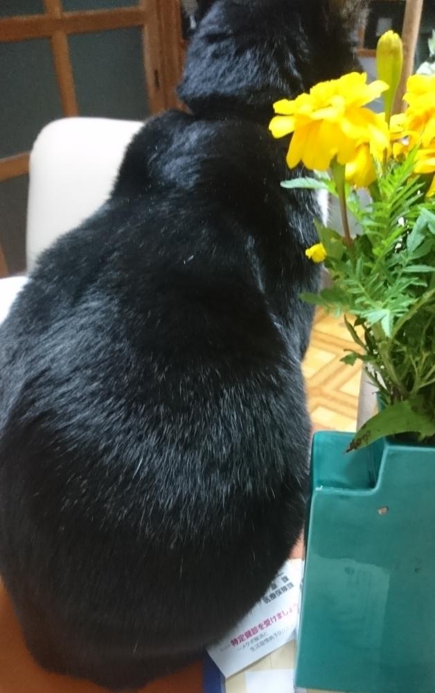 キッチンの画像 by こてきちさん | キッチンとGS映えとGS日和と植中毒と猫のいる暮らしとこてちゃん♥️とネコのいる暮らしとハチワレ