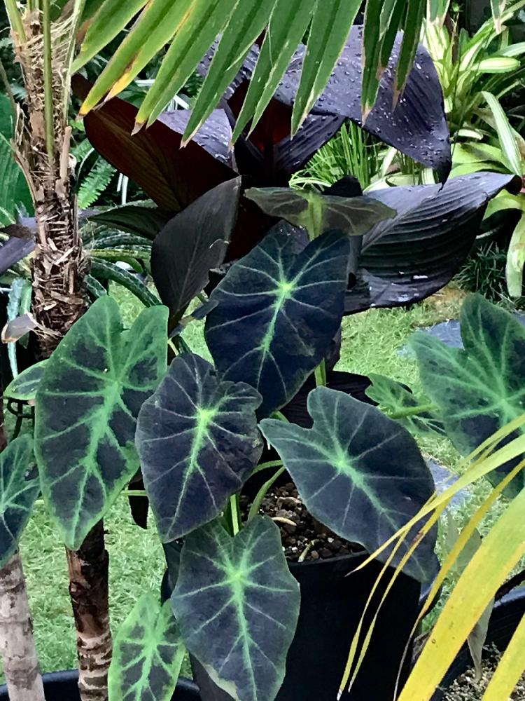 小さな庭の画像 by ビール庭さん | 小さな庭とカラーリーフと観葉植物とジャングルと小さい庭と南国とコロカシア❤️とバリ島とトロピカルプランツとガーデニングとコロカシアイラストリスとオーナメンタルとコロカシアモヒートとバリ島大好き