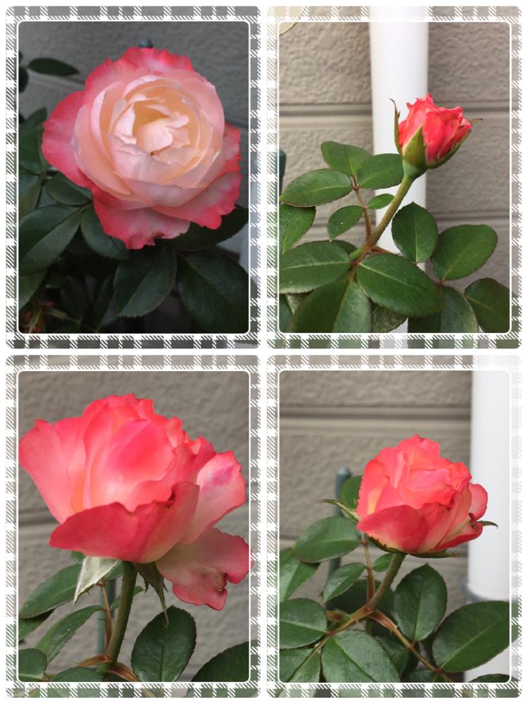 小さな庭の画像 by くろもみじさん | 小さな庭と薔薇 ノスタルジーと開花間近と覆輪とロザリアン入門とチュウレンハバチと薬剤散布とやっと咲いた〜とセダム丼とつぼみと秋色と新米ロザリアンと今日から私もロザリアンと小さな小さな庭と花のある暮らしととにかく薔薇が好き