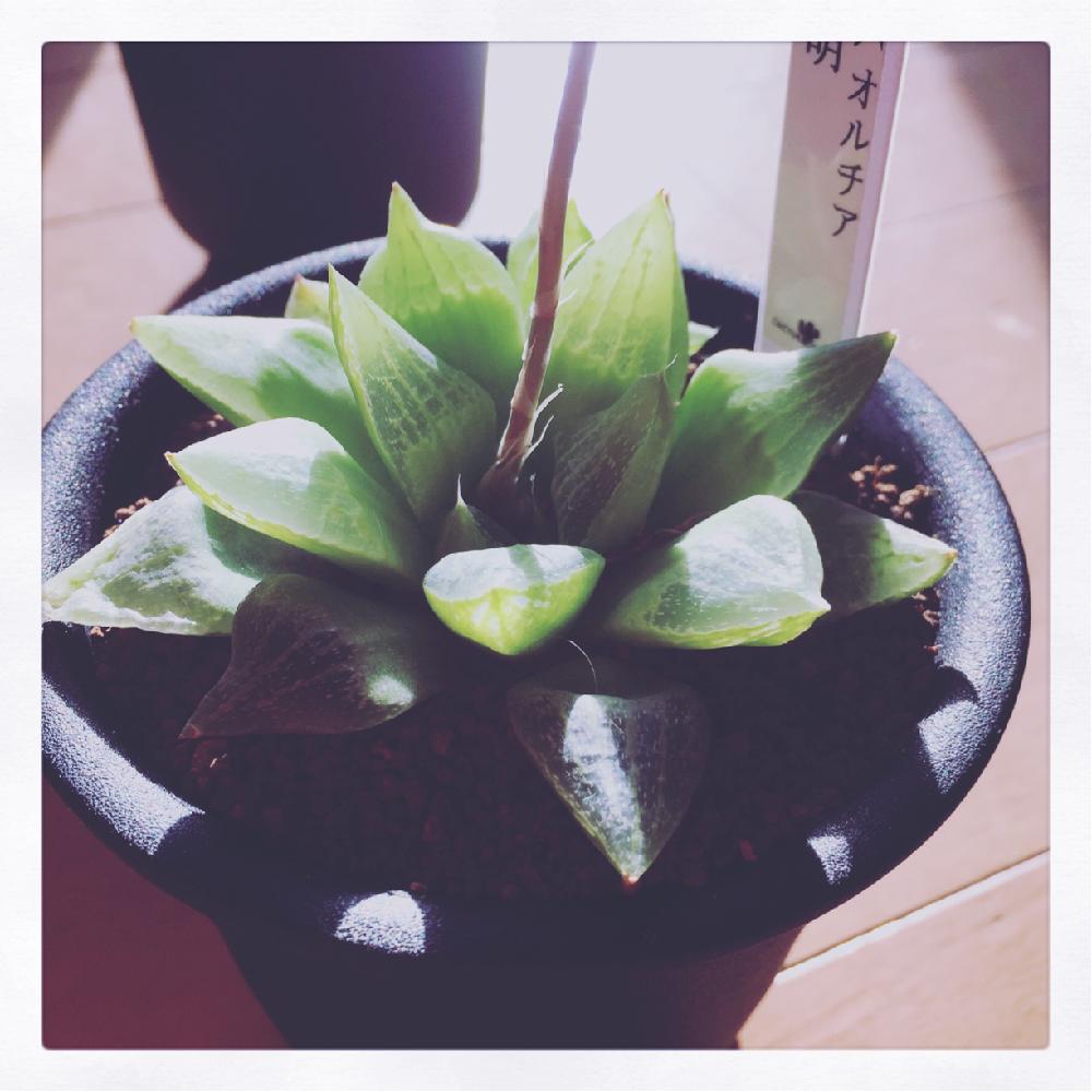 の画像 by cacdjpさん | 多肉植物と安い!と♪───O(≧∇≦)O────♪とハオルチア萌とハオルチア属と家の中と多肉のある暮らしと可愛い多肉ちゃん❤︎とちょいレア多肉と(/。'(ェ)')と珍奇植物とヵ…ヵワイイ…(๑♡∀♡๑)と∑(゚Д゚)と多肉多肉多肉