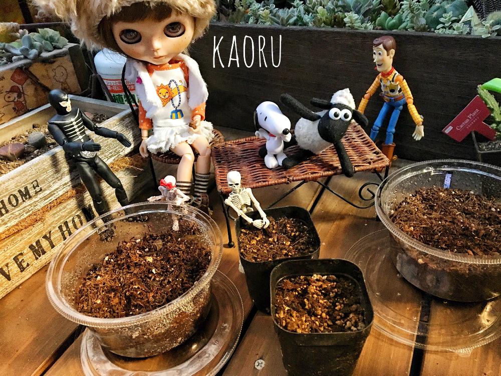 テラスの画像 by BAKECAFE nicheさん | テラスとHTCとHTC広報部長とエジプト豆植え付け