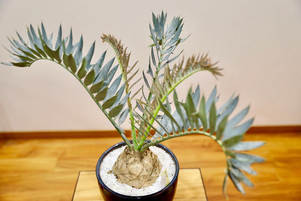 部屋の画像 by Oriさん | 部屋とEncephalartos horridusとトゲトゲと観葉植物とボタニカルライフとソテツ類と植中毒と珍奇植物とtoky_itemと棘愛と蘇鉄愛とビザールプランツ