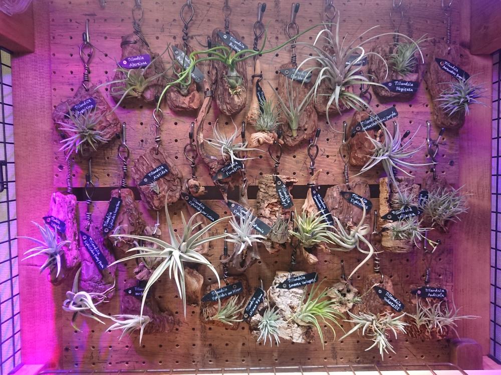 部屋の画像 by ちょこぼっさん | 部屋とチランジア 各種と着生植物と芳香種とSPECIES NURSERYとハンキングと植物育成ライトとオザキフラワーパークと普及種と希少種とエアプランツ天狗堂とGS映えとえせボタニストとBROMERIADS と植中毒とイオナンタ万歳同盟( ゚∀゚)人(゚∀゚ )とthe Farm UNIVERSAL 千葉とフラワーショップ江口と常葉植物園とDIYと珍奇植物と花のある暮らしと『インテリアグリーン』フォトコンテスト2018と熱帯植物とチランジア中毒者とフロンティアプランツとサカタのタネガーデンセンター横浜とエアープランツ/チランジアとバルコニスト