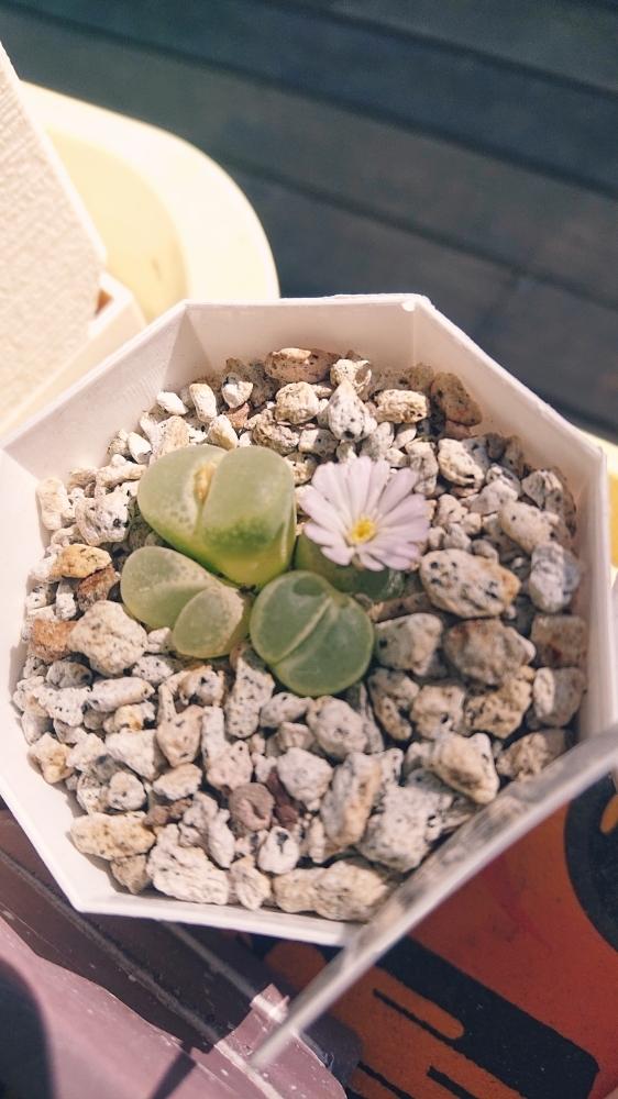 小さな庭の画像 by がめちゃんさん | 小さな庭とピンクの花と今日の植物と今日のお花とタニラーとオフタルモフィルム 聖鈴玉と珍奇植物と花のある暮らしとリトープス属