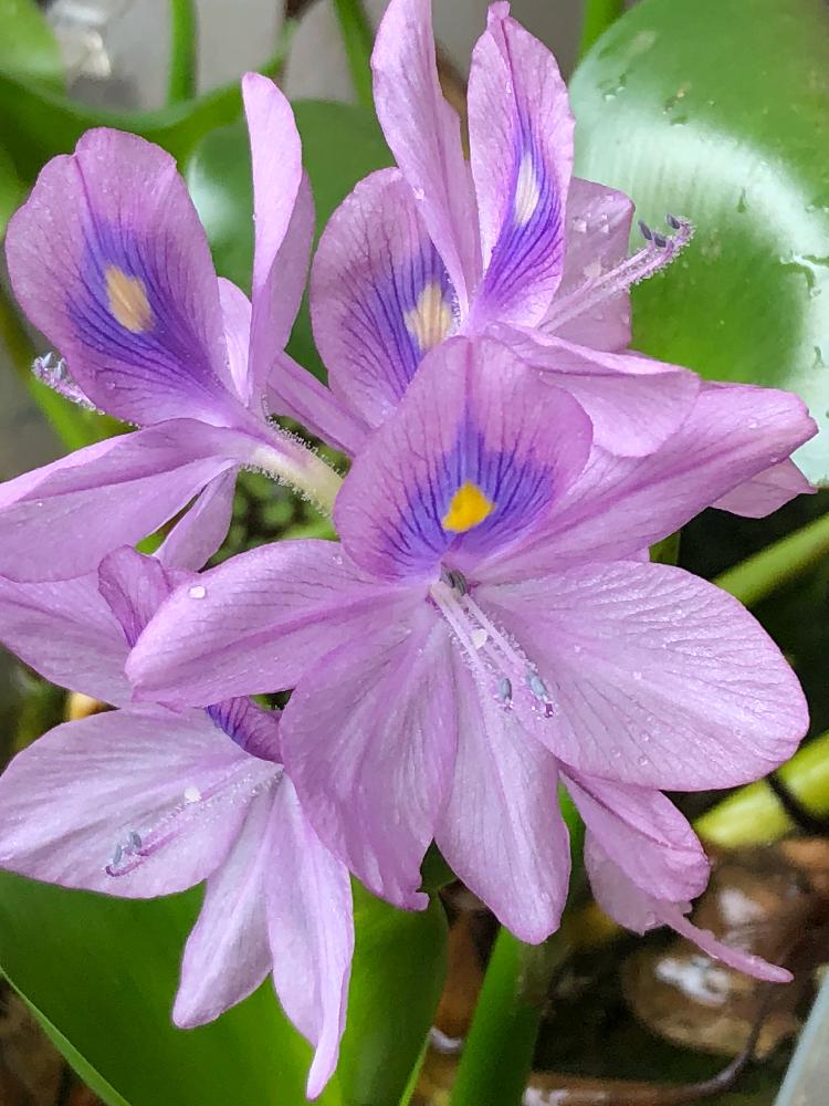 バルコニー/ベランダの画像 by エ−リ−さん | バルコニー/ベランダとホテイアオイの花といつも、いいね!ありがとうございます(*´`)♡と植物のある暮らしと咲いた♡︎ʾʾと綺麗だね~♡と花のある暮らし