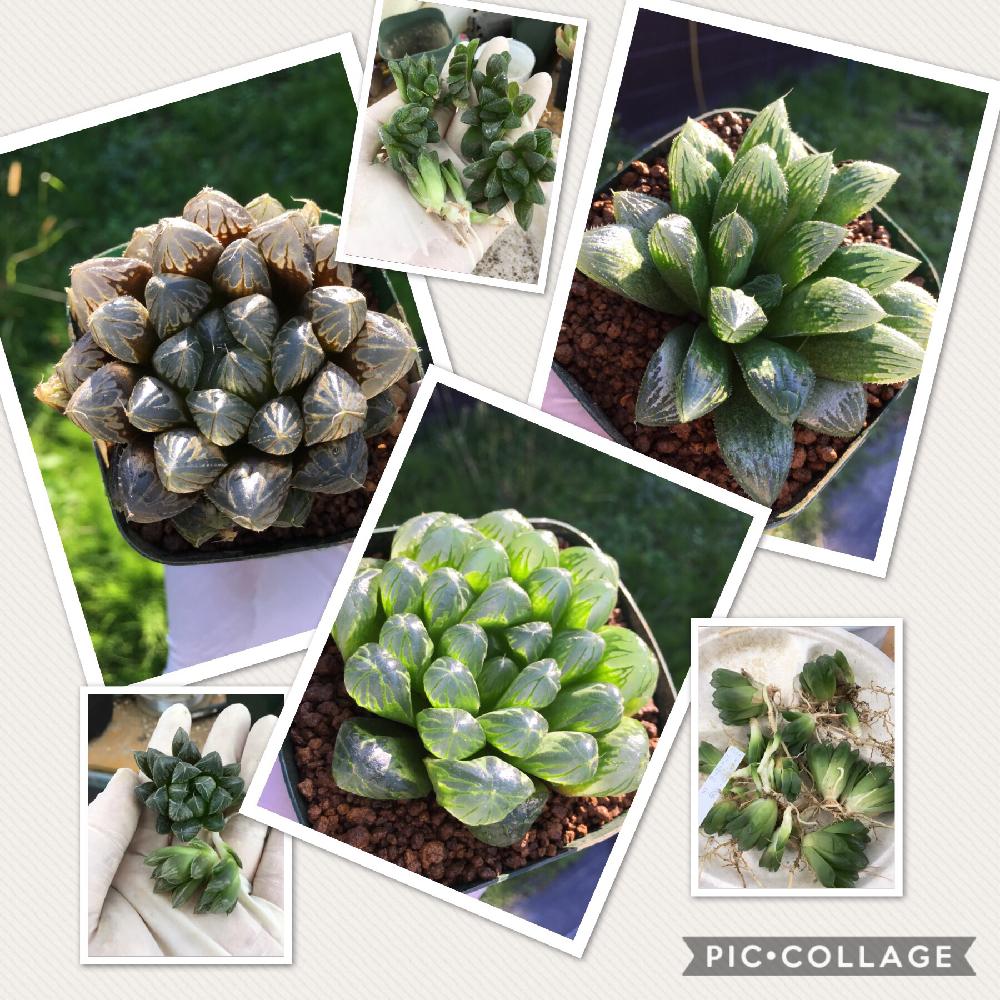 インテリアの画像 by はる succulents forestさん | インテリアとハオルシアとハオルチアとハオルチア実生苗と多肉植物とはるさん苗と観葉植物とハオルチア属とはるさん苗︎☺︎とはるちゃんハオルチアと植物が好き♡とHaworthia:ハオルチア/ハオルシアと植中毒とハオルシア属 と多肉女子と❤️いいね、ありがとうとタニラーと育てやすい多肉植物とメルカリ