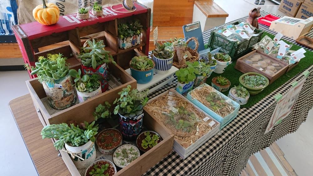 お出かけ先の画像 by まりチッチさん | お出かけ先と多肉植物と小学校のイベントと初心者と自己満足と地味寄せとちまちま多肉と多肉寄せ植え